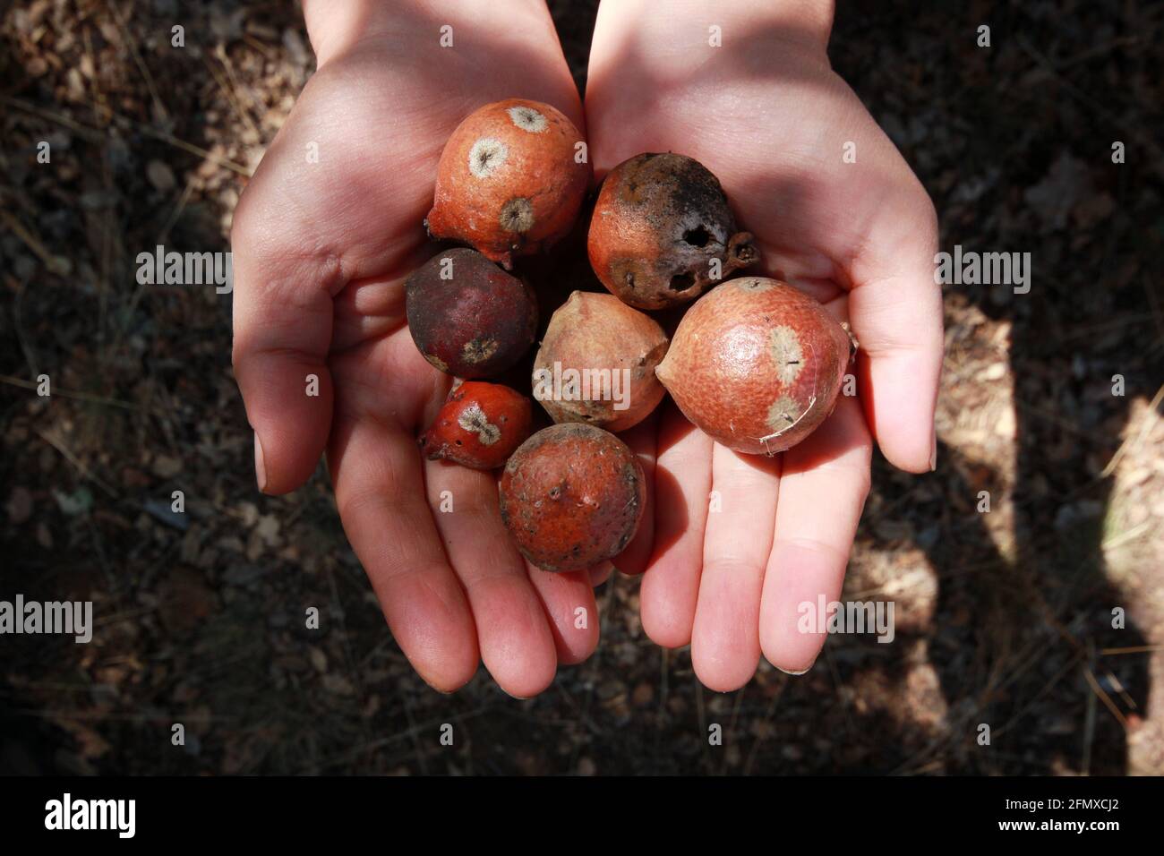 oak gall seeds in hand Stock Photo