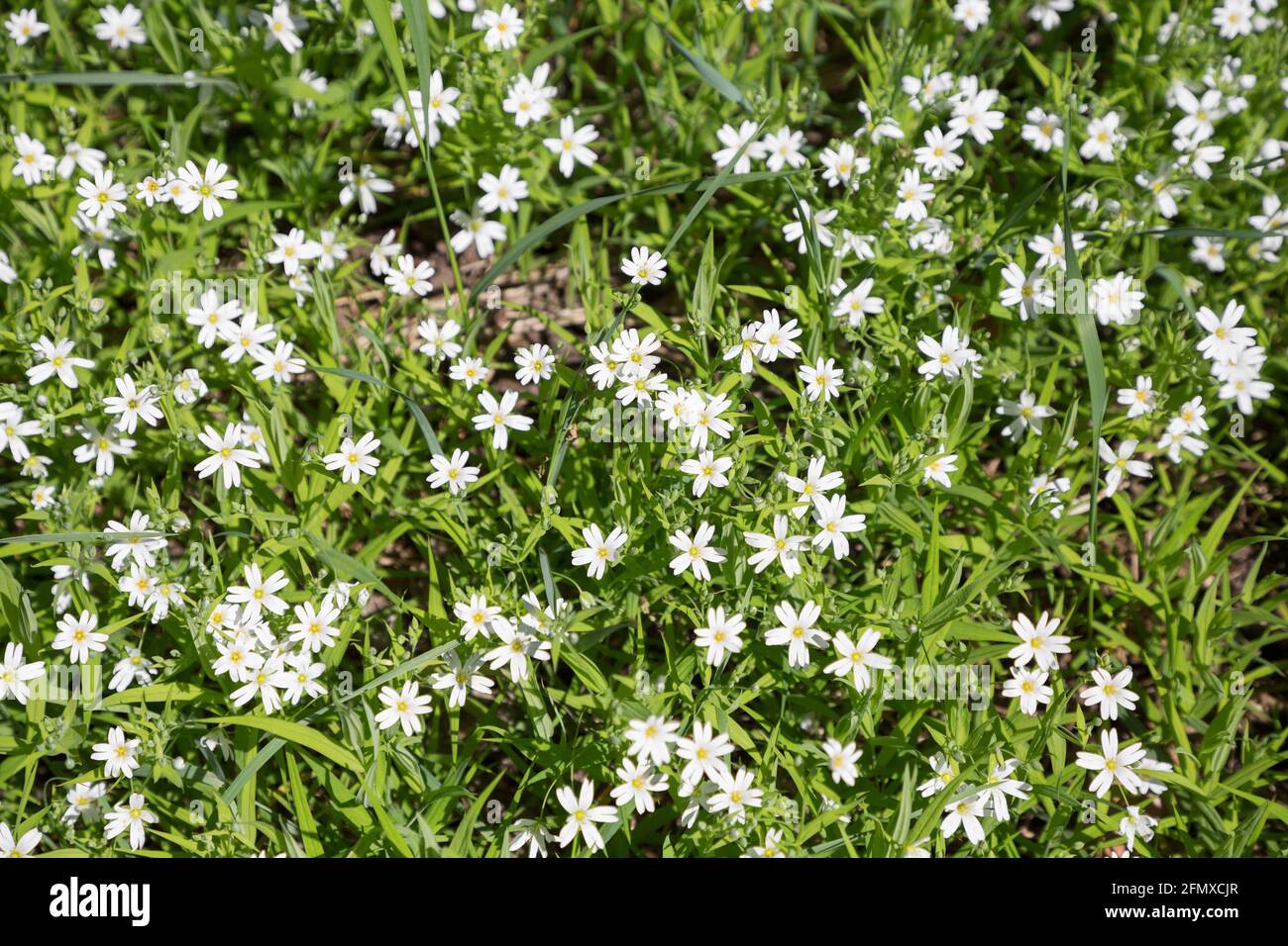 natural blooming small white wildflowers. Floral background place