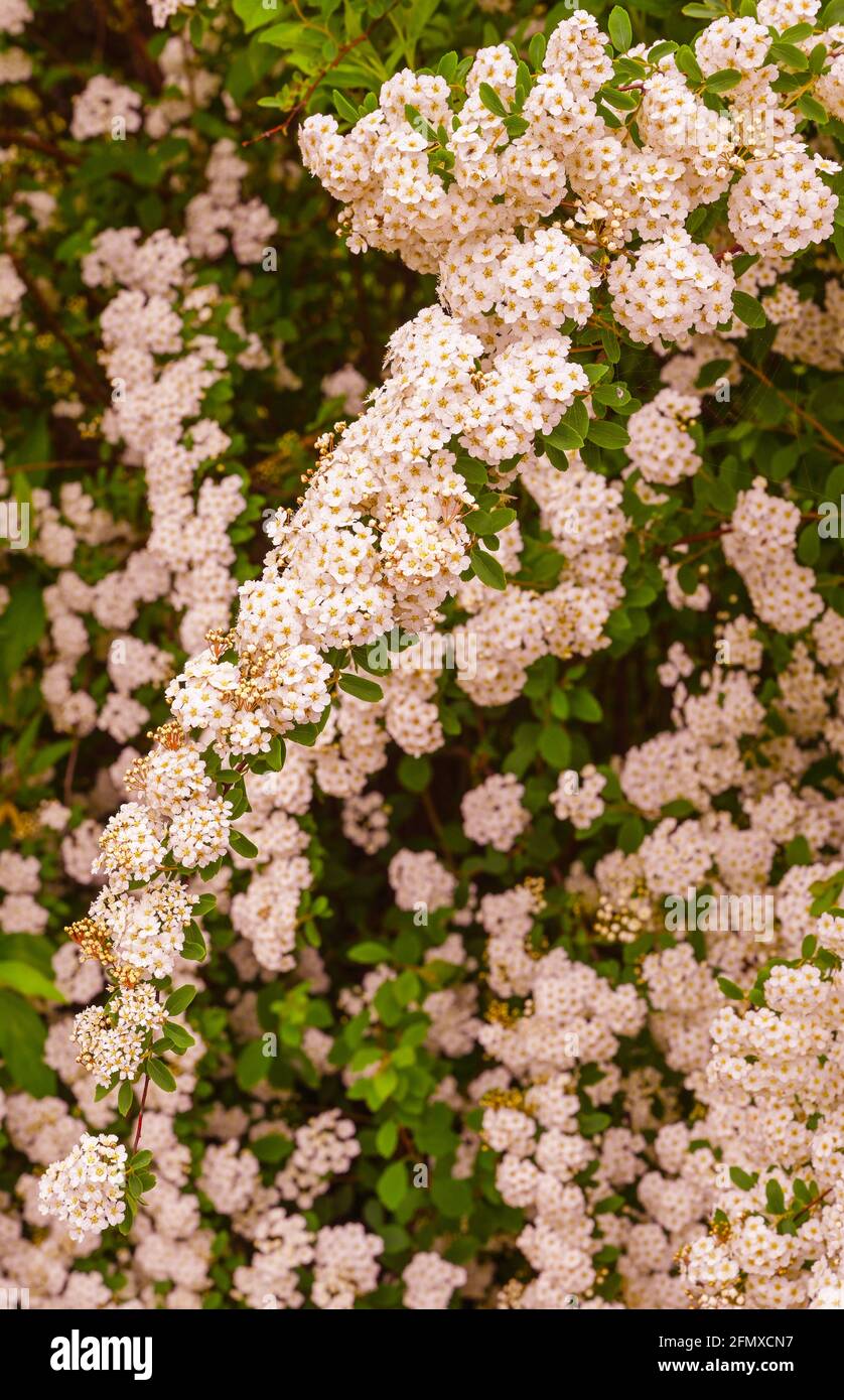 A wonderful Spiraea shrub in full bloom  Baden-Baden, Germany Stock Photo