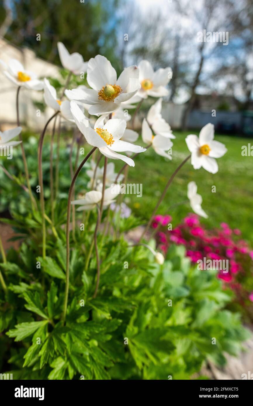 Anemone sylvestris. Beautiful white flowering plant. Rockery garden with small pretty white flowers, nature background. Stock Photo