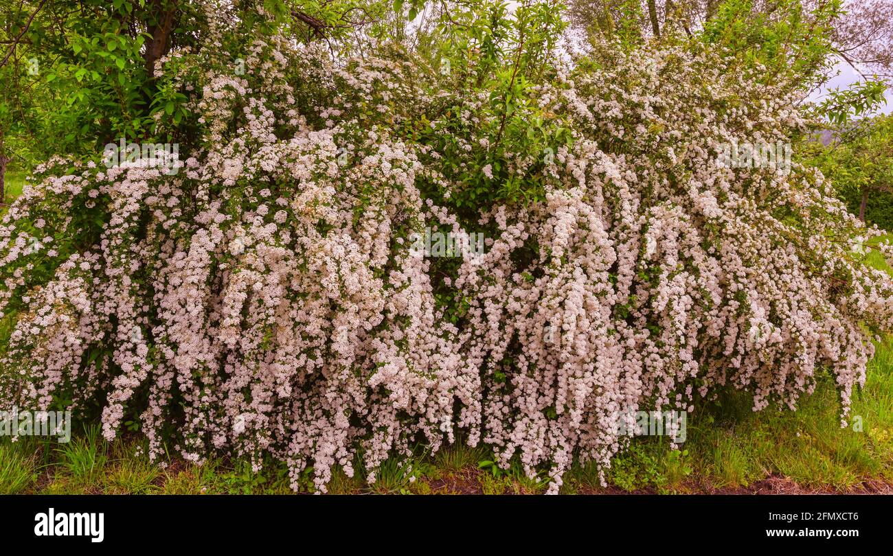 A wonderful Spiraea shrub in full bloom  Baden-Baden, Germany Stock Photo