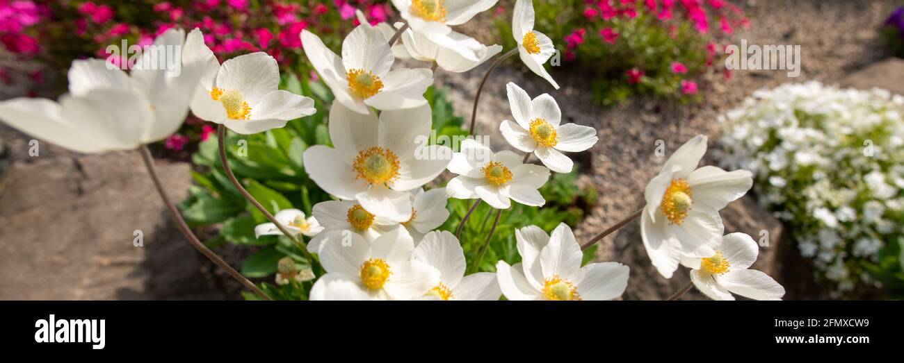Anemone sylvestris. Beautiful white flowering plant. Rockery garden with small pretty white flowers, nature web banner. Stock Photo