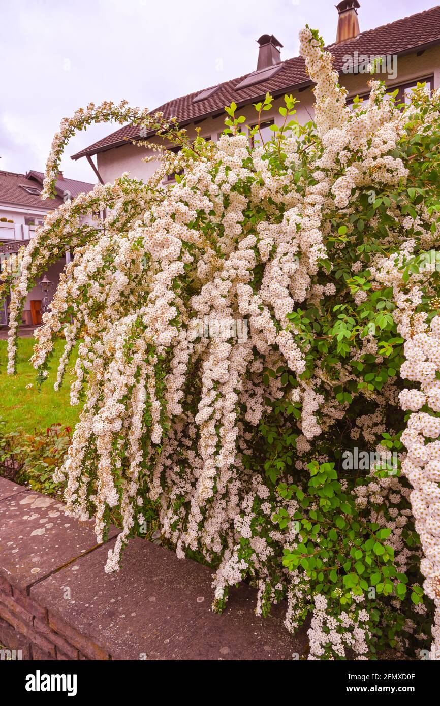 A wonderful Spiraea shrub in full bloom  Baden-Baden, Germany Stock Photo