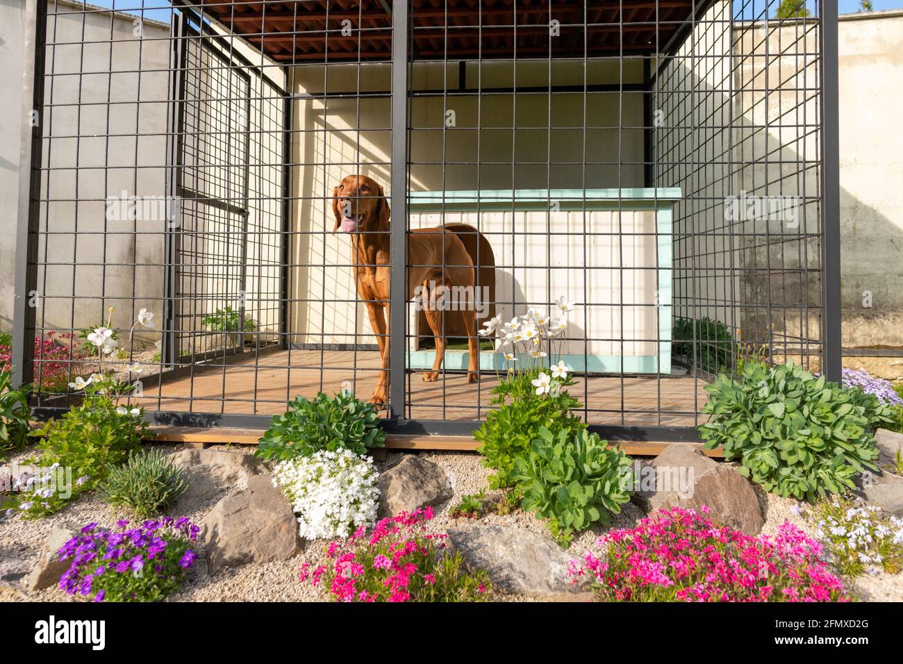 Kennel vizsla hotsell