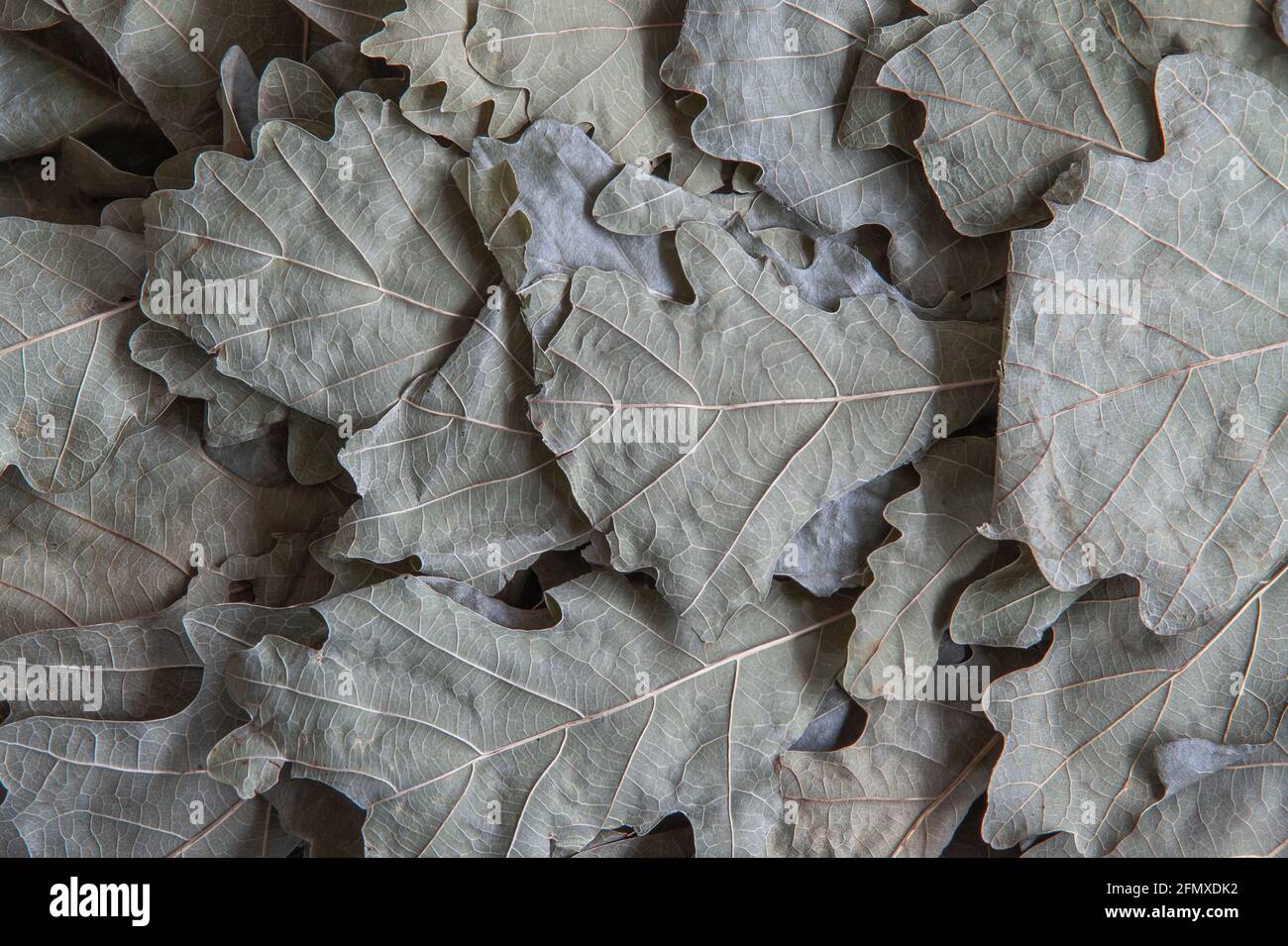Background image of dry oak leaves on a bath broom. Close-up Stock Photo