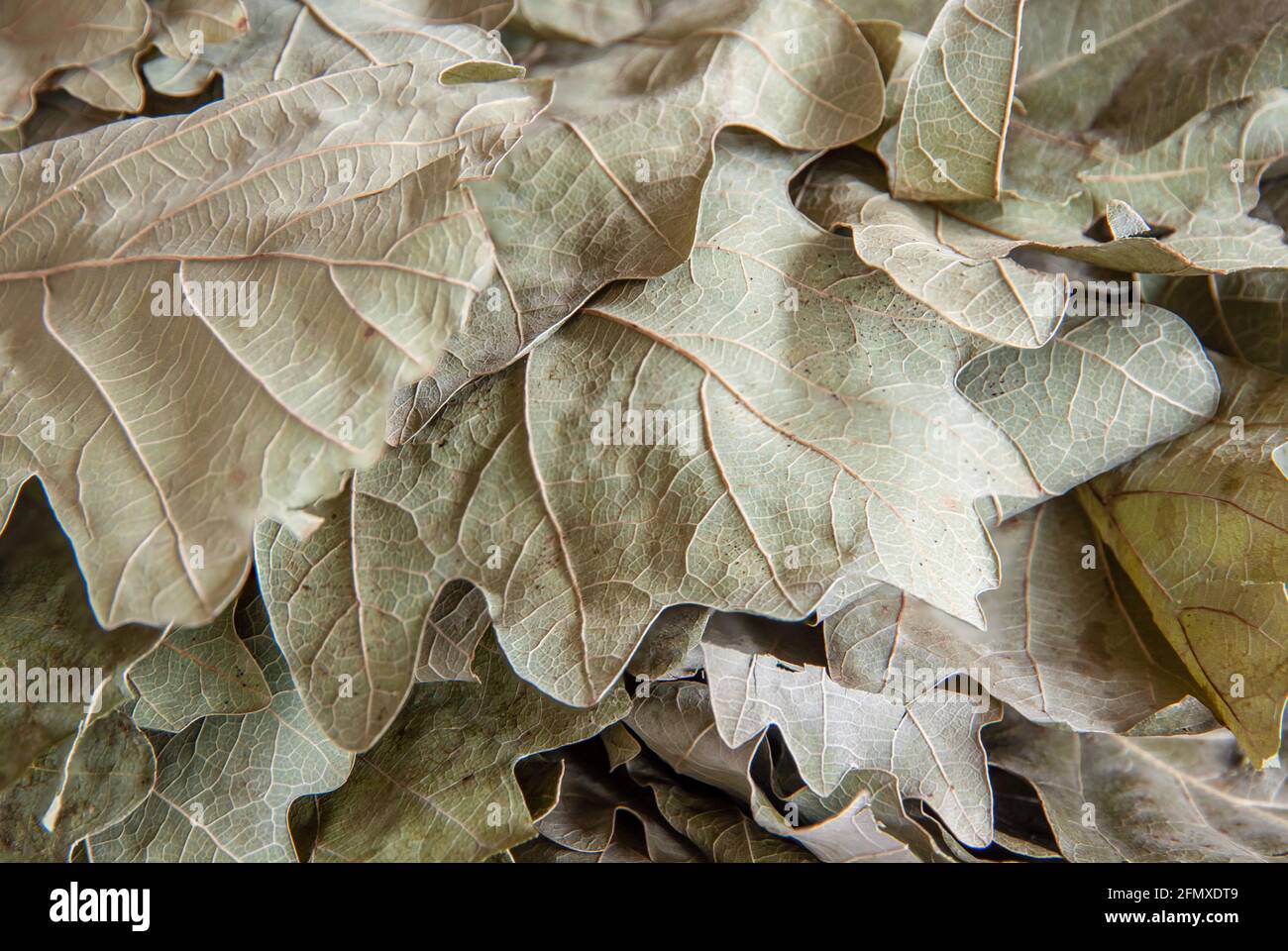 Dry oak leaves from a bath broom close-up. Background image Stock Photo