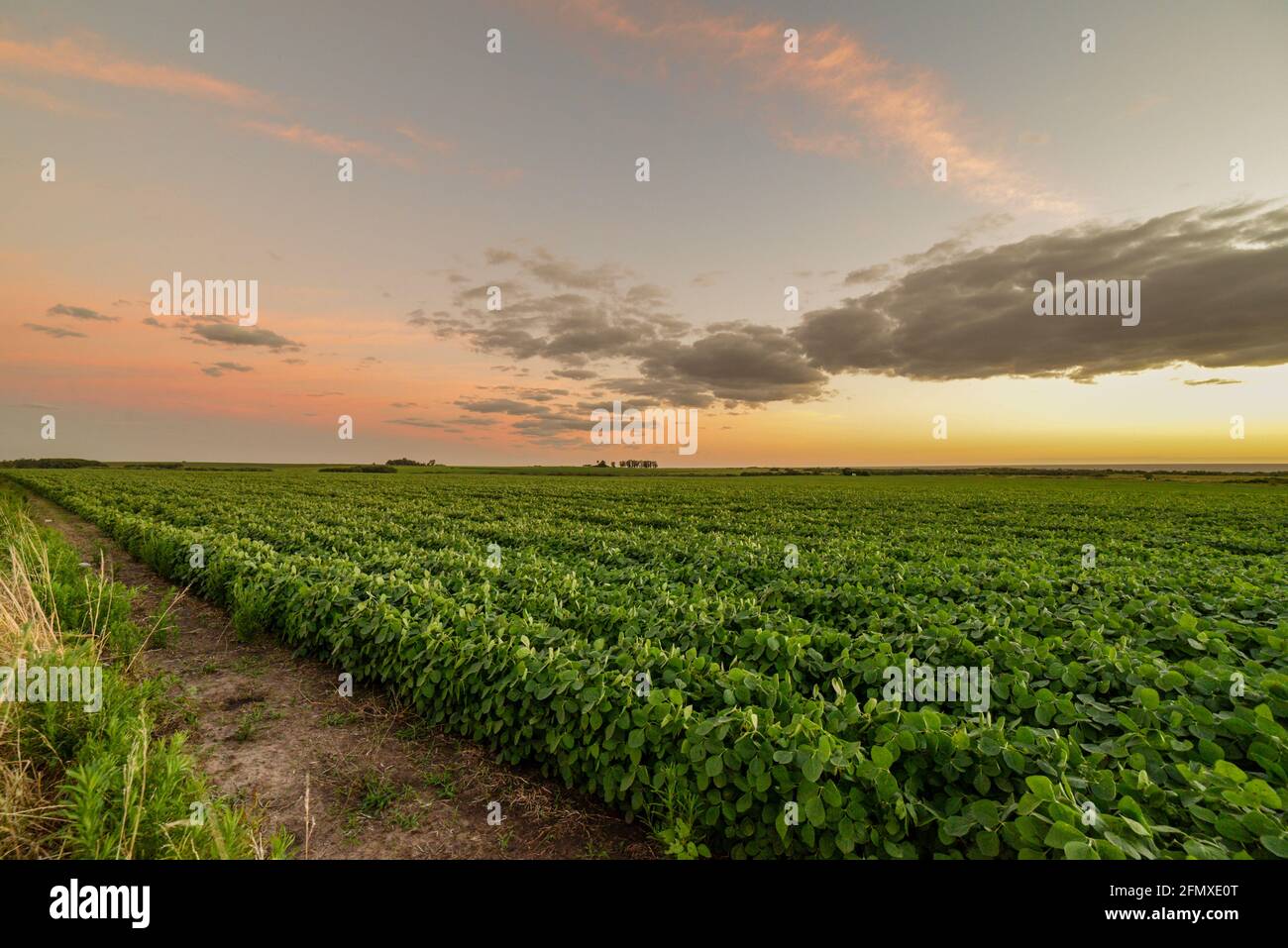 Fields with soybeans planted during sunset, on the outskirts of Juan  Lacaze, Colonia, Uruguay Stock Photo - Alamy