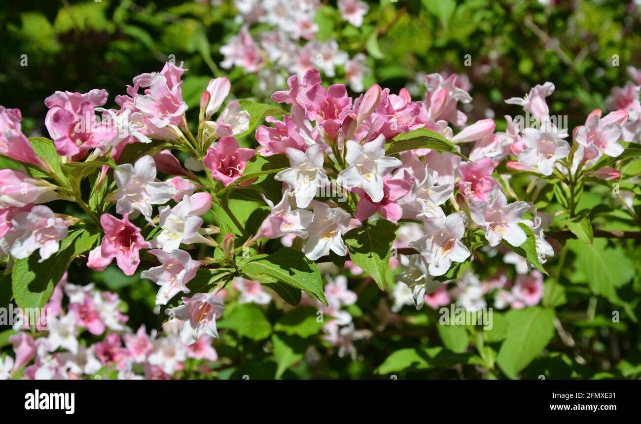 cluster of pink and white flowers blossoms in sunny day in the garden Stock Photo
