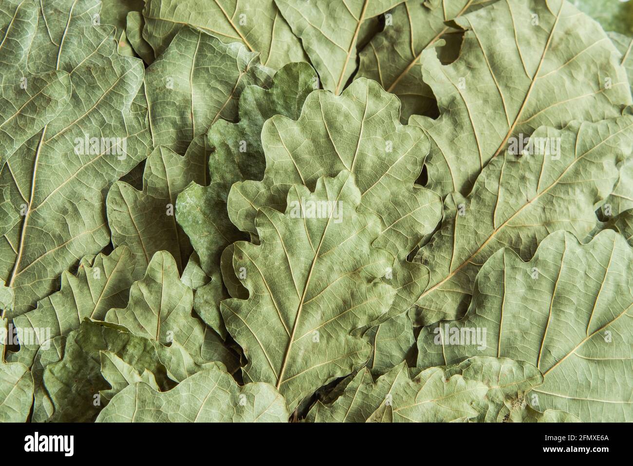 Dry pale green oak leaves from a bath broom. Background image Stock Photo