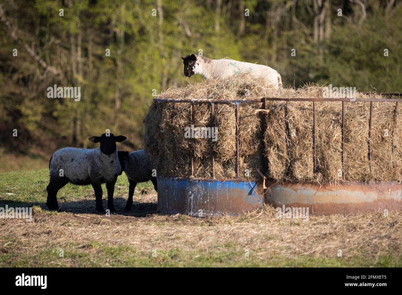 Spring lambs playing around hay feeder, Cotswolds, Gloucestershire, England, United Kingdom, Europe Stock Photo