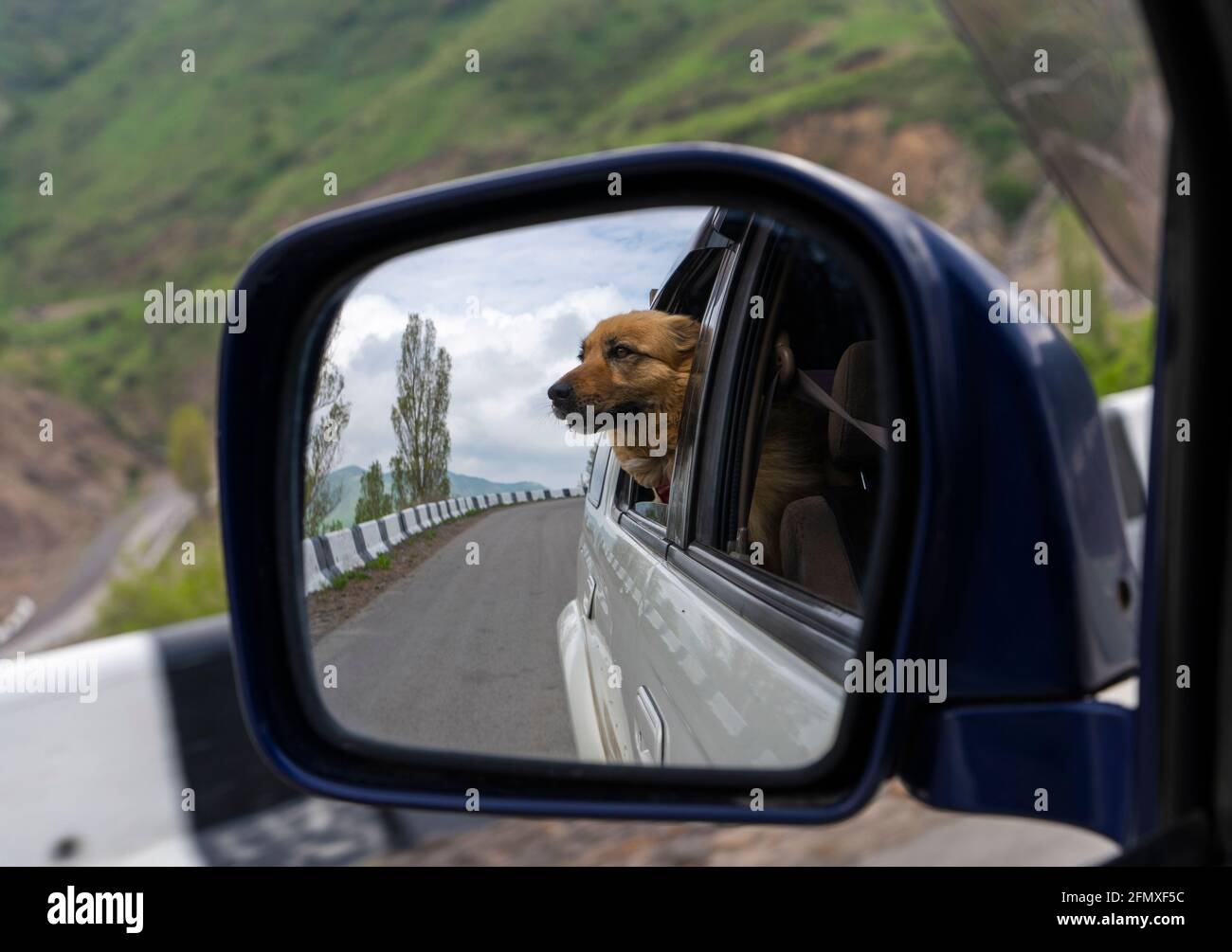 Truck rear view dog hi-res stock photography and images - Alamy