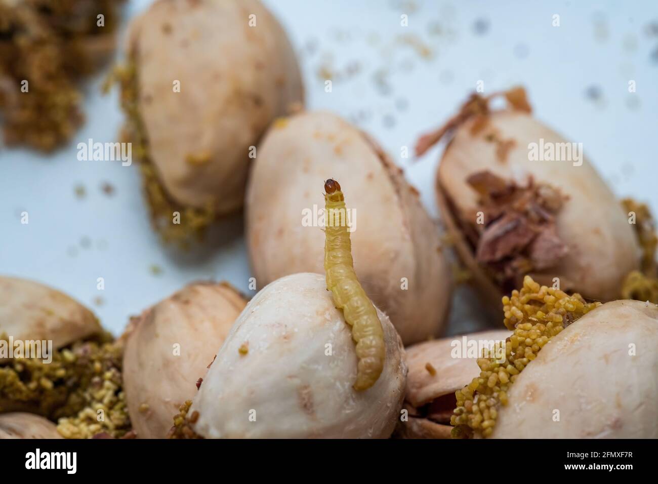 Caterpillar (larva) of indianmeal moth on pistachio nut. Many eggs