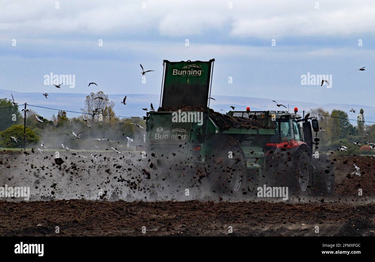 On a cool May afternoon muck is being spread on fields alongside Gorst Land near Burscough the decomposition of the muck causing the heat and steam. Stock Photo