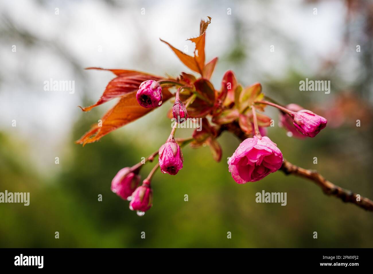 Der Ast einer blühendenm Japanischen Kirsche nach einem Regenguß im Frühling Stock Photo