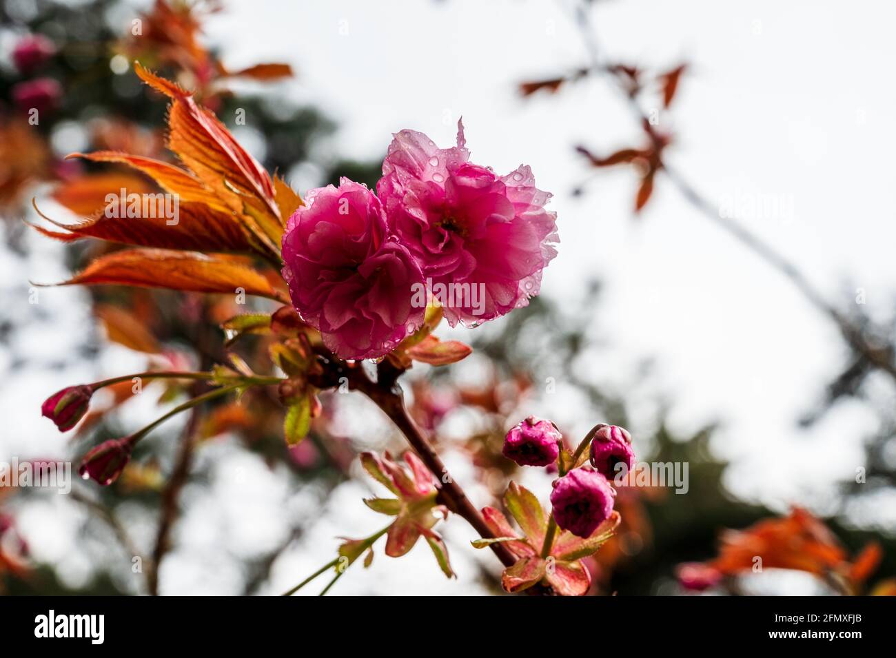 Der Ast einer blühendenm Japanischen Kirsche nach einem Regenguß im Frühling Stock Photo