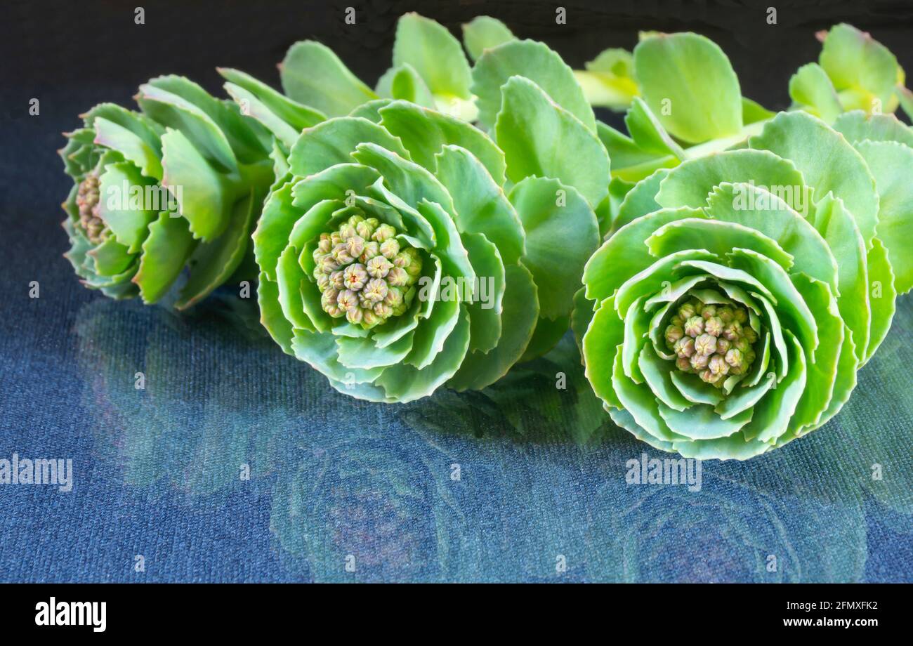 Rhodiola rosea flower on a glass table with a reflection. Green plant on a black background Stock Photo