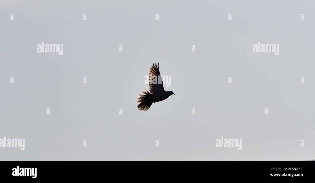 Flying solitary dove Stock Photo