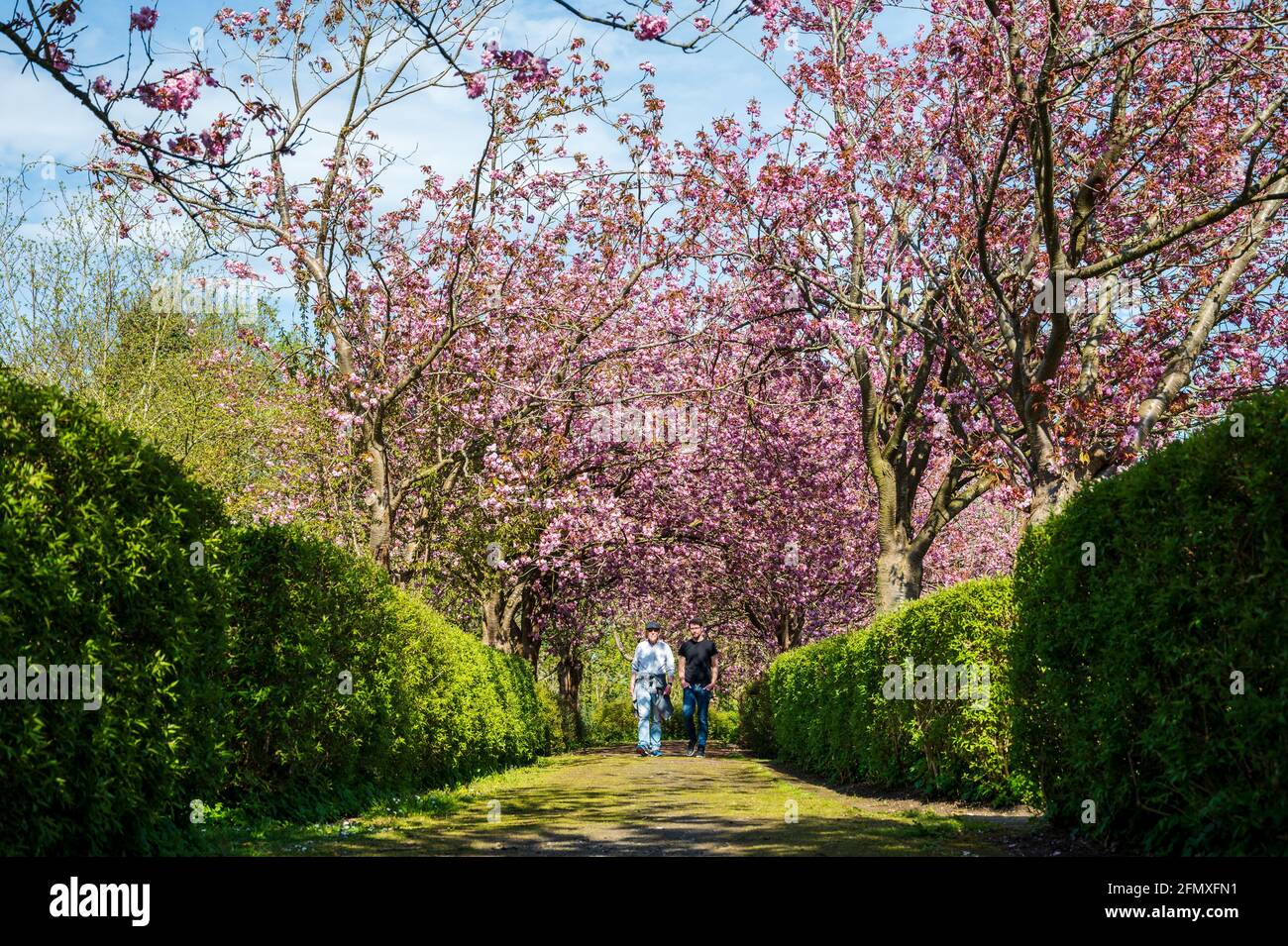 Kirschblüten Allee in einer Gartenanlage mit Spaziergängern Stock Photo