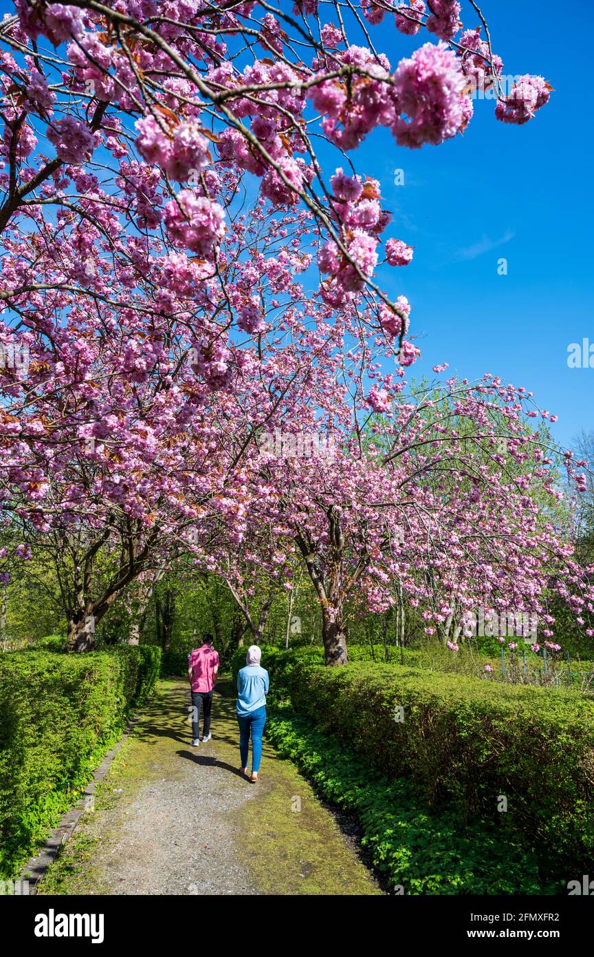 Kirschblüten Allee in einer Gartenanlage mit Spaziergängern Stock Photo