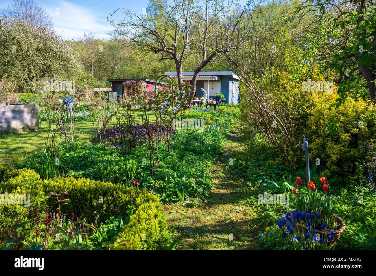 Gartenanlage in Kiel im Frühjahr zur Kirschblütenzeit Stock Photo Alamy