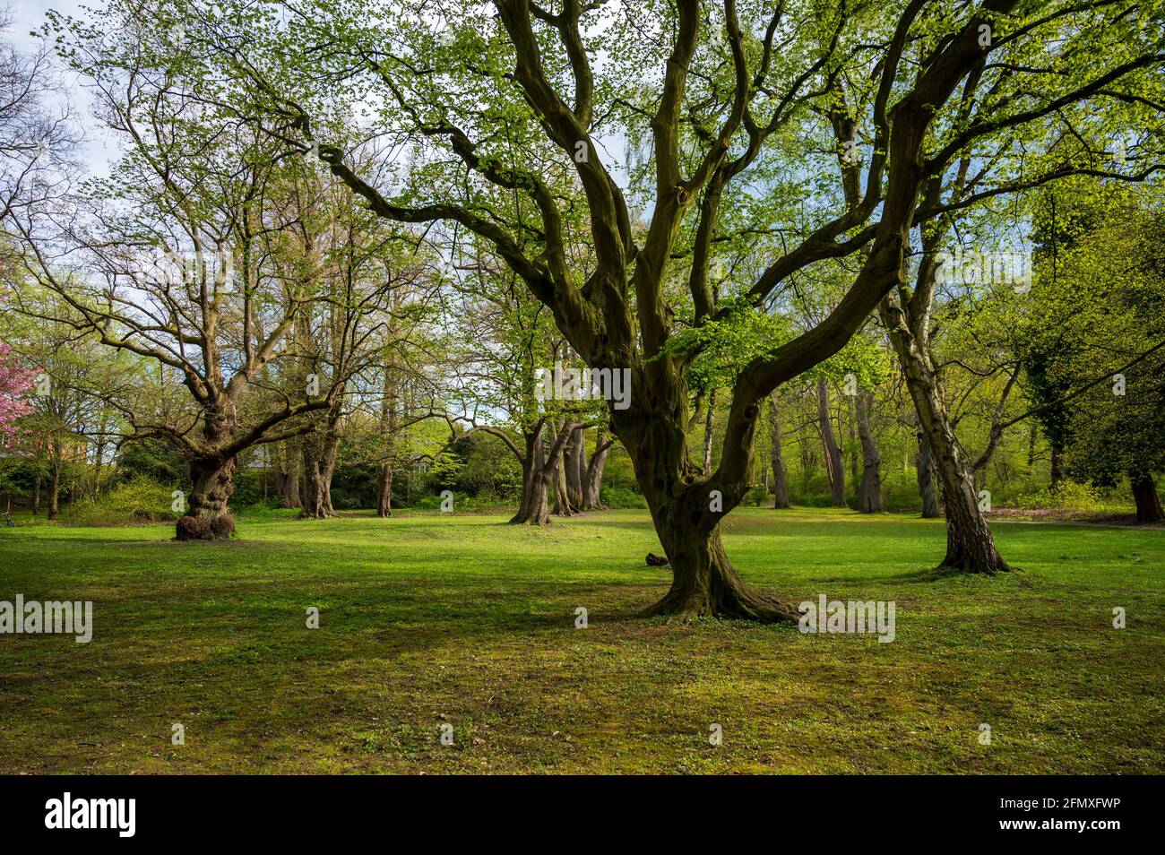 Der Diederichsenpark in Kiel eine Parkanlage im Frühjahr Stock Photo
