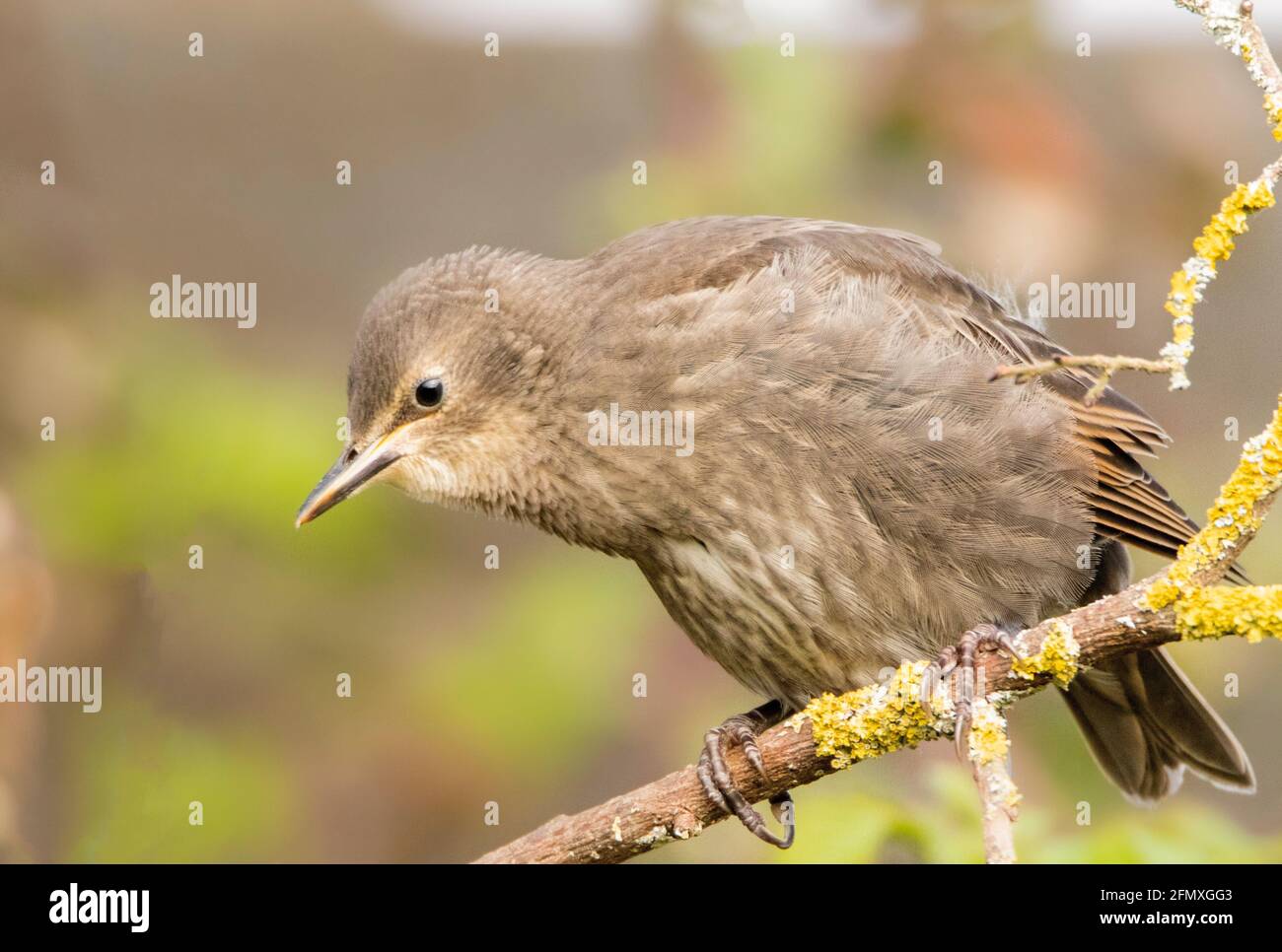 Starling, Sturnus Vulgaris, Juveniles, Baby Strlings, British Garden, Spring 2021 Stock Photo
