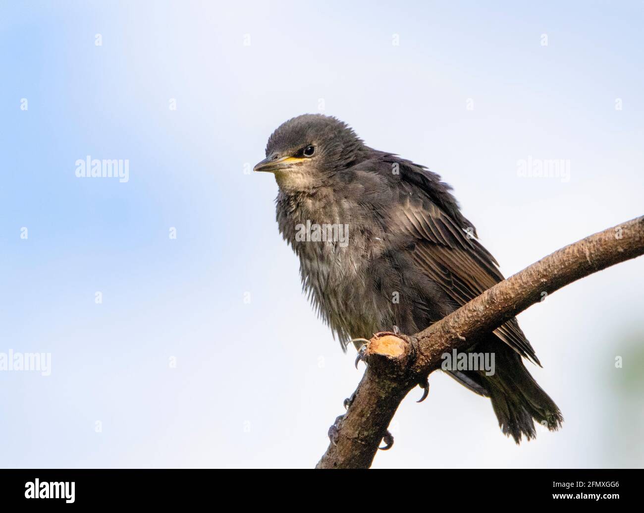 Starling, Sturnus Vulgaris, Juveniles, Baby Strlings, British Garden, Spring 2021 Stock Photo