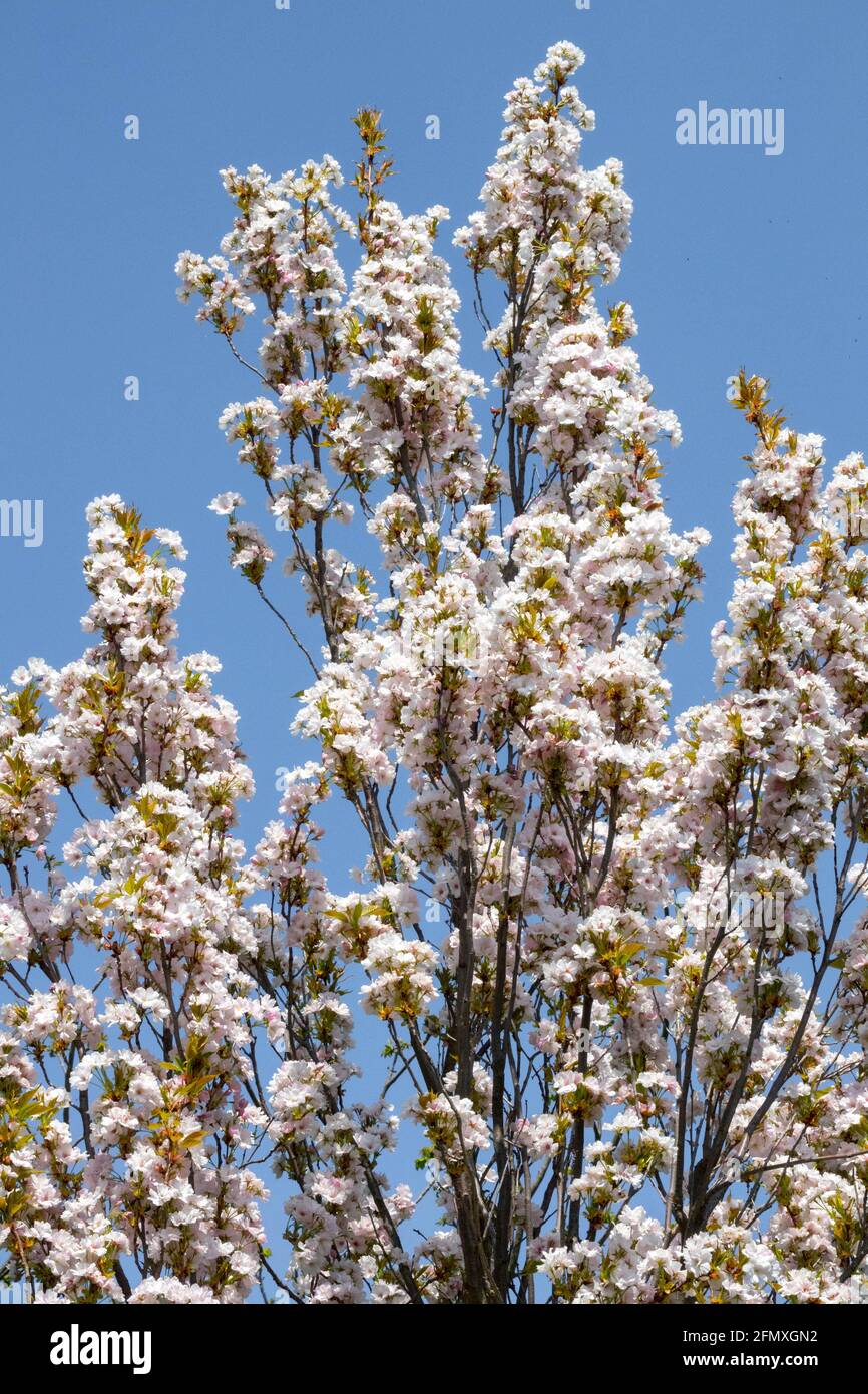 Prunus Amanogawa spring season beauty blossom Stock Photo