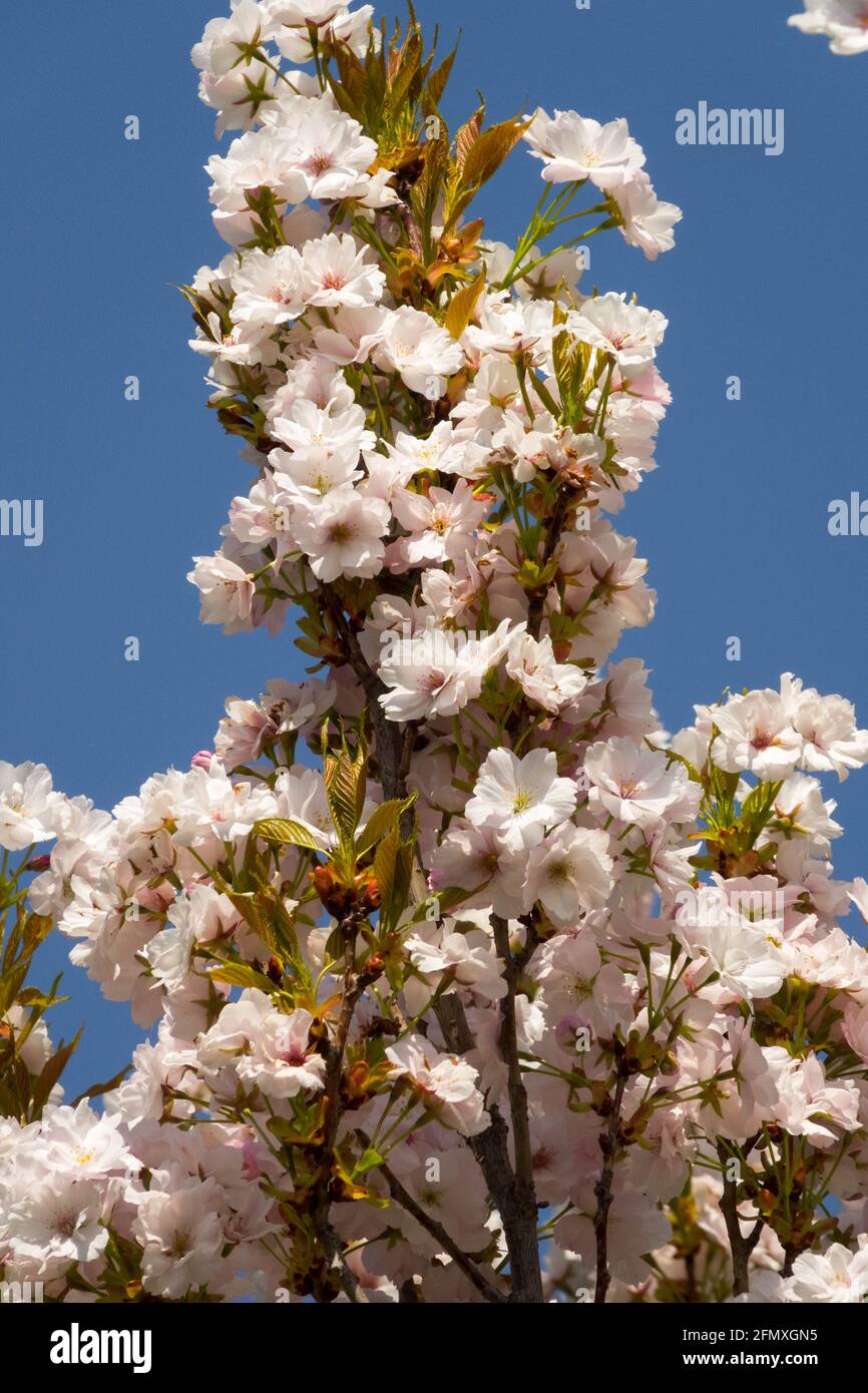 Prunus Amanogawa spring season beauty blossom blooming Stock Photo