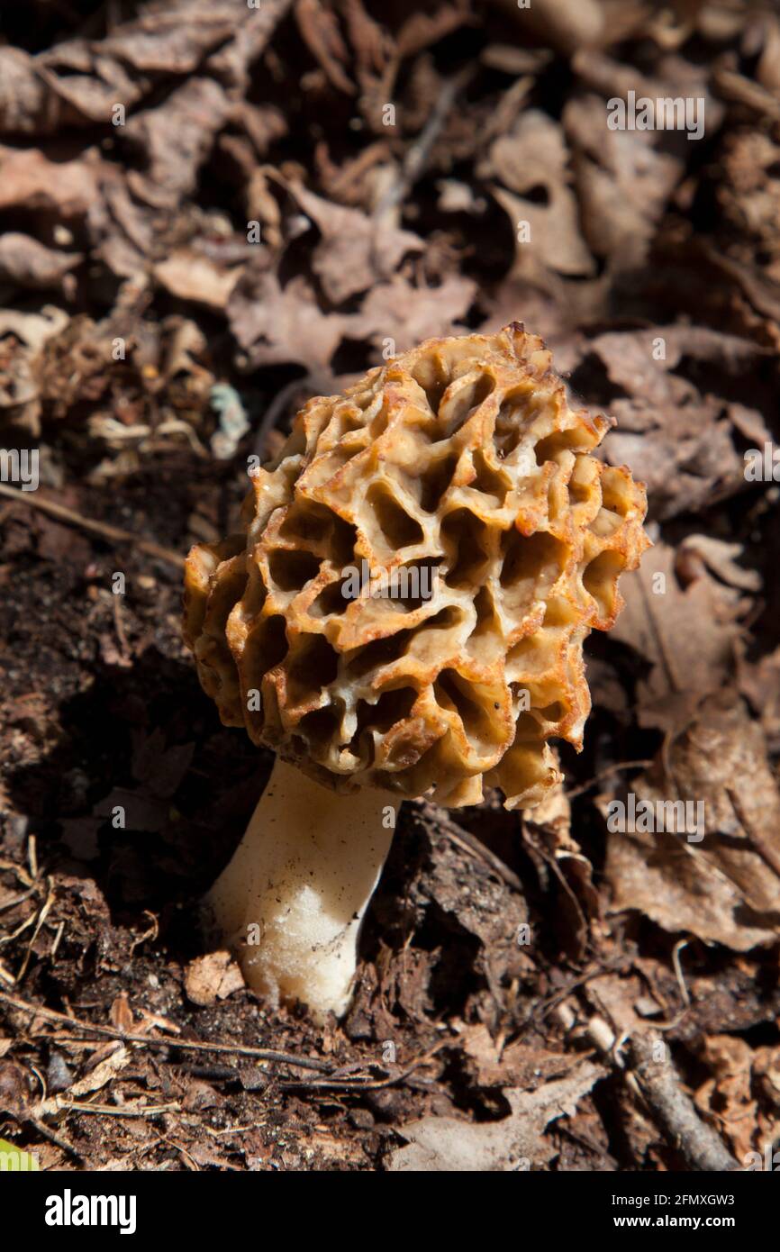 Yellow Morel, Mushroom Smardz jadalny Stock Photo Alamy