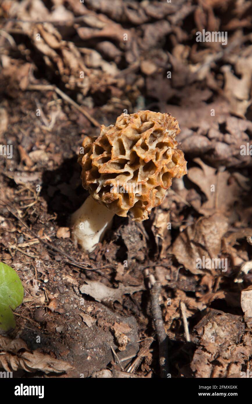 Yellow Morel, Mushroom Smardz jadalny Stock Photo Alamy