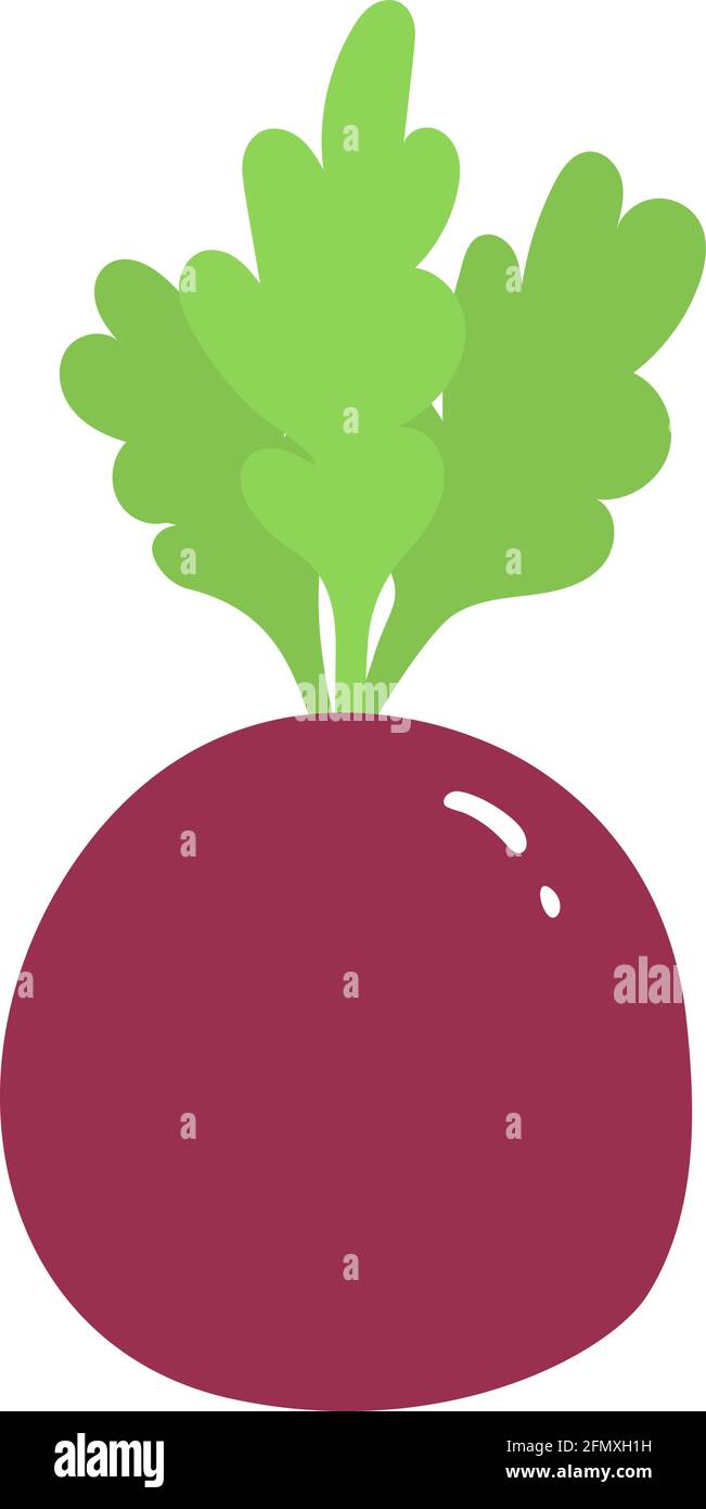 Beetroot isolated icon on a white background. Vector flat illustration ...