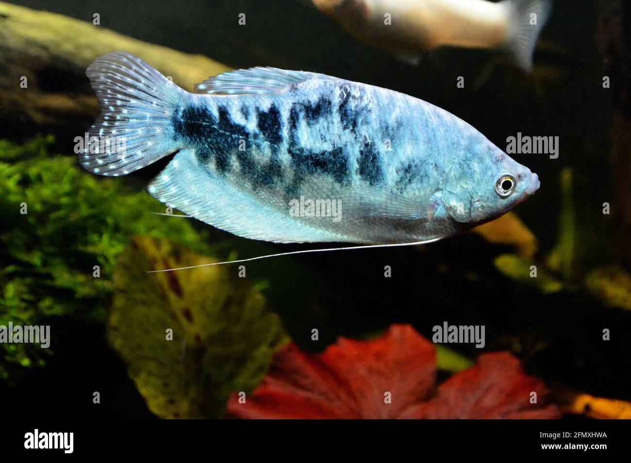 A beautiful blue fish of type three spot gourami and variety opaline gourami or blue gourami. This is a tropical and Asian fish. Stock Photo