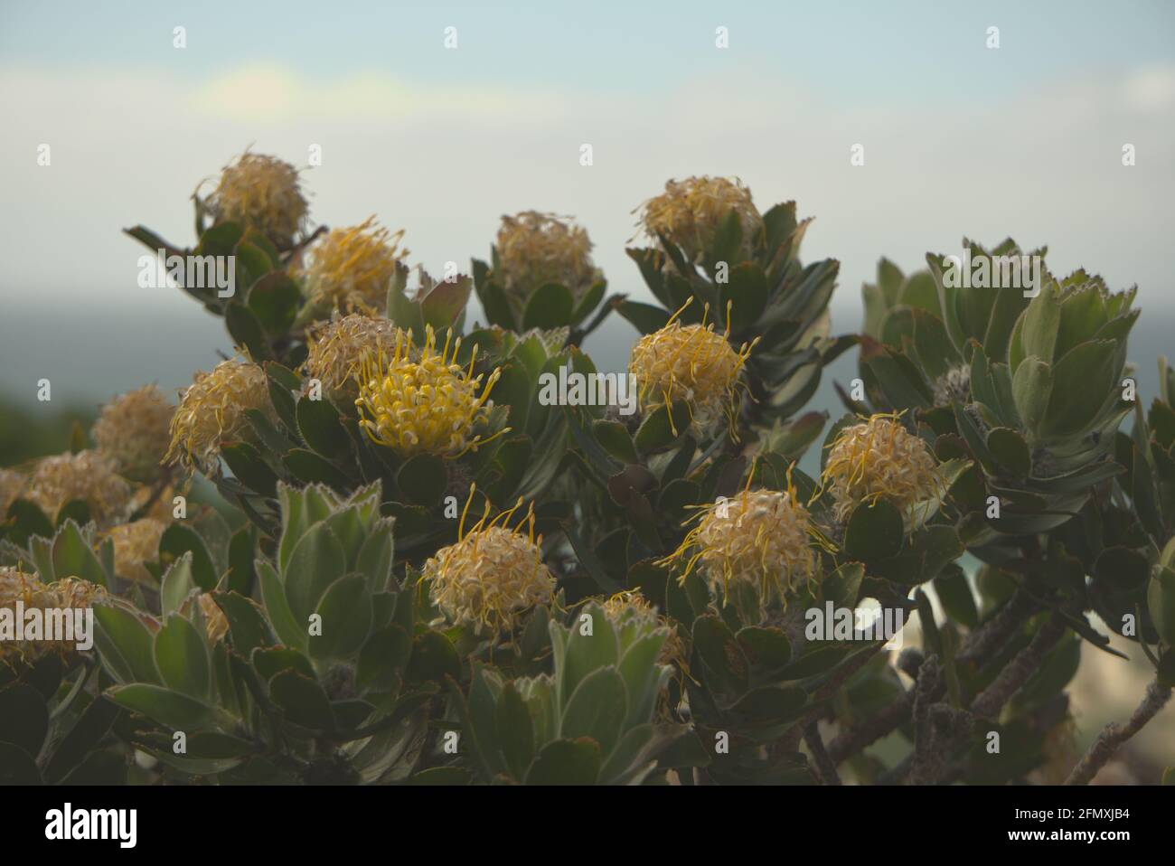 Botanic garden in capetown hires stock photography and images Alamy