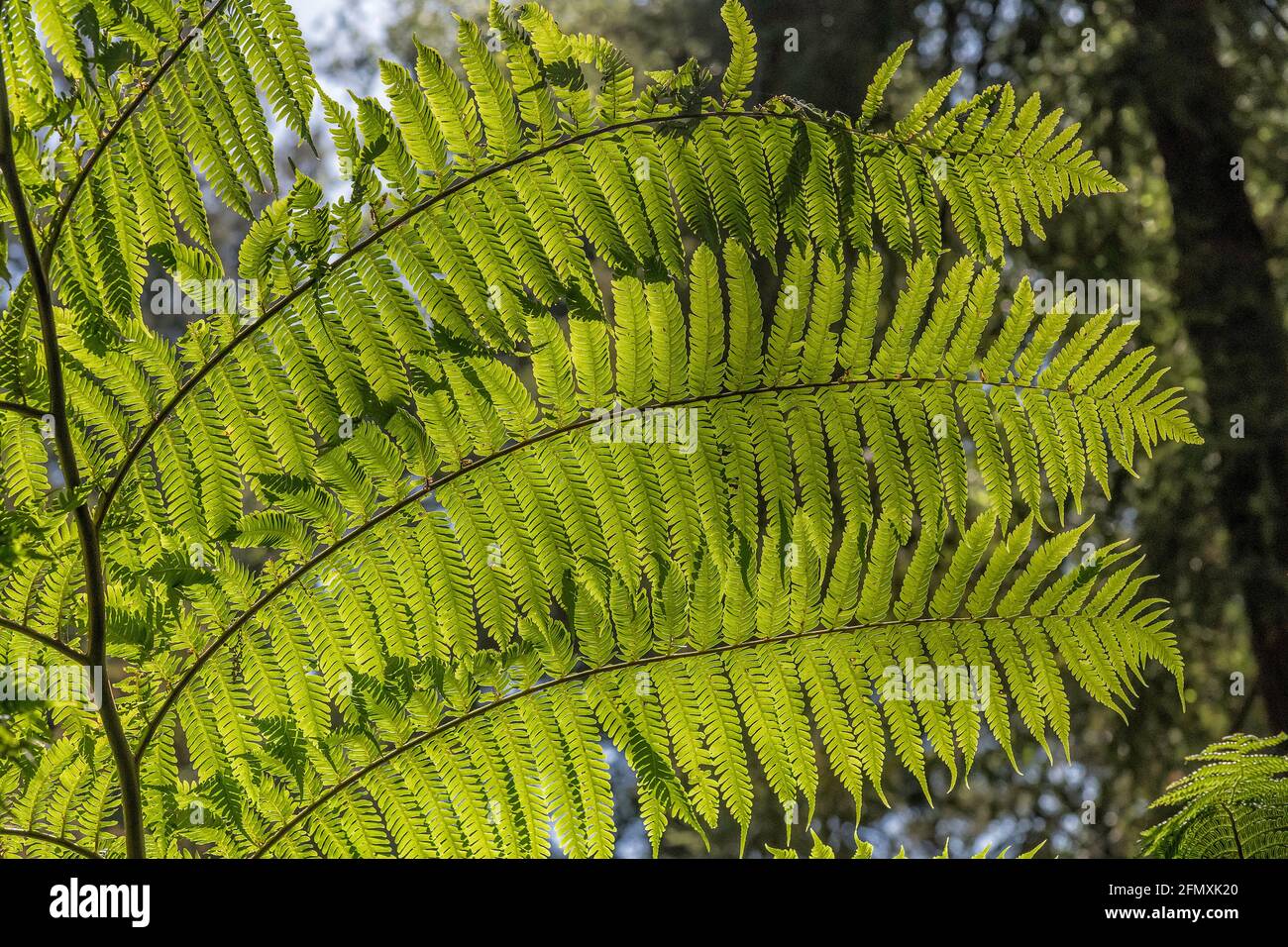 Tree fern and fern hi-res stock photography and images - Alamy