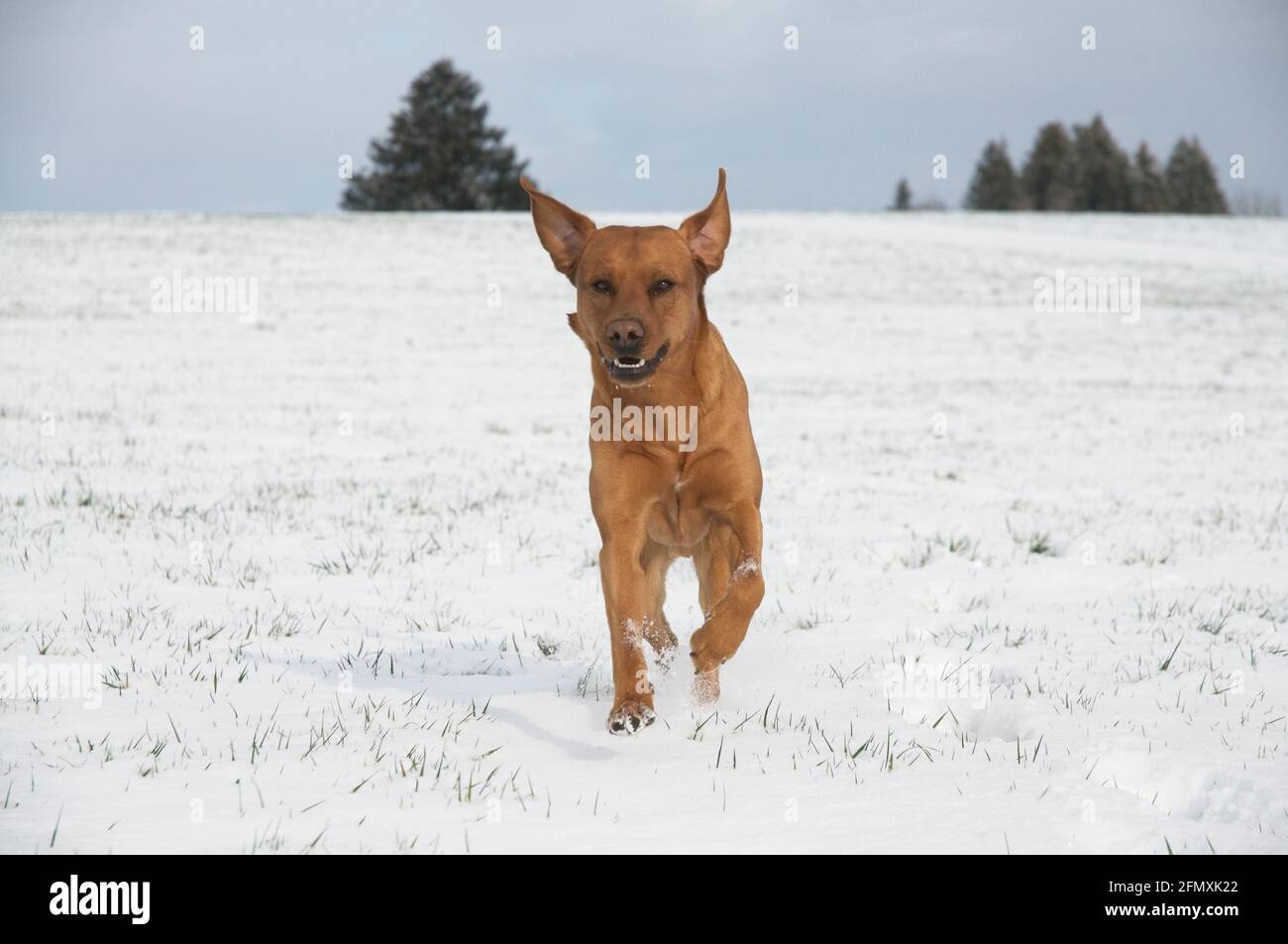 Joyful red brown fox Labrador retriever dog running in the snow Stock Photo