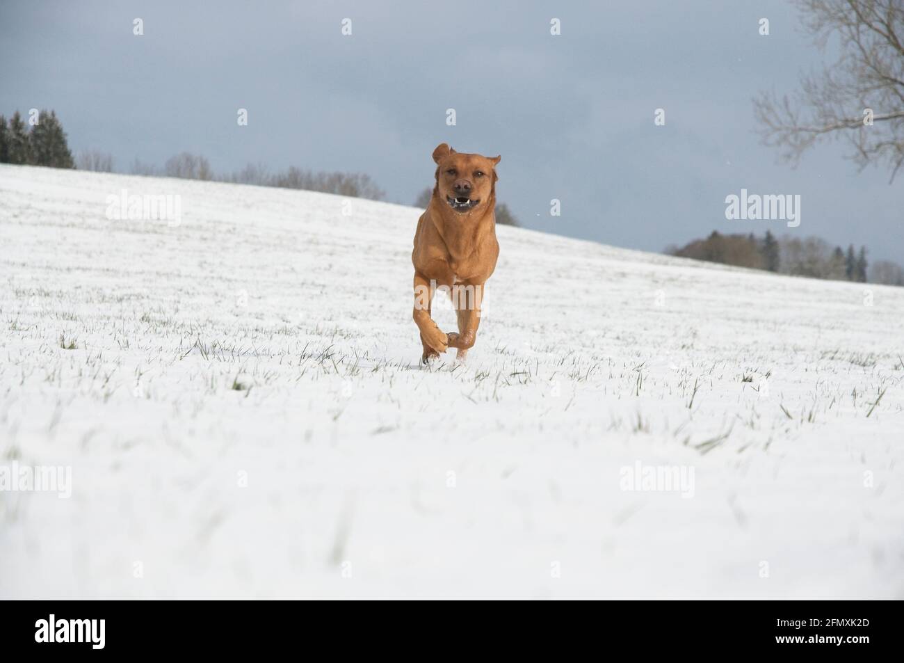 Joyful red brown fox Labrador retriever dog running in the snow Stock Photo