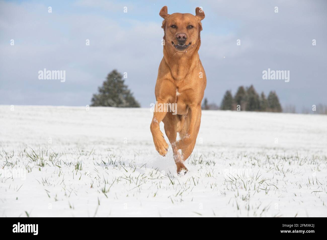Joyful red brown fox Labrador retriever dog running in the snow Stock Photo