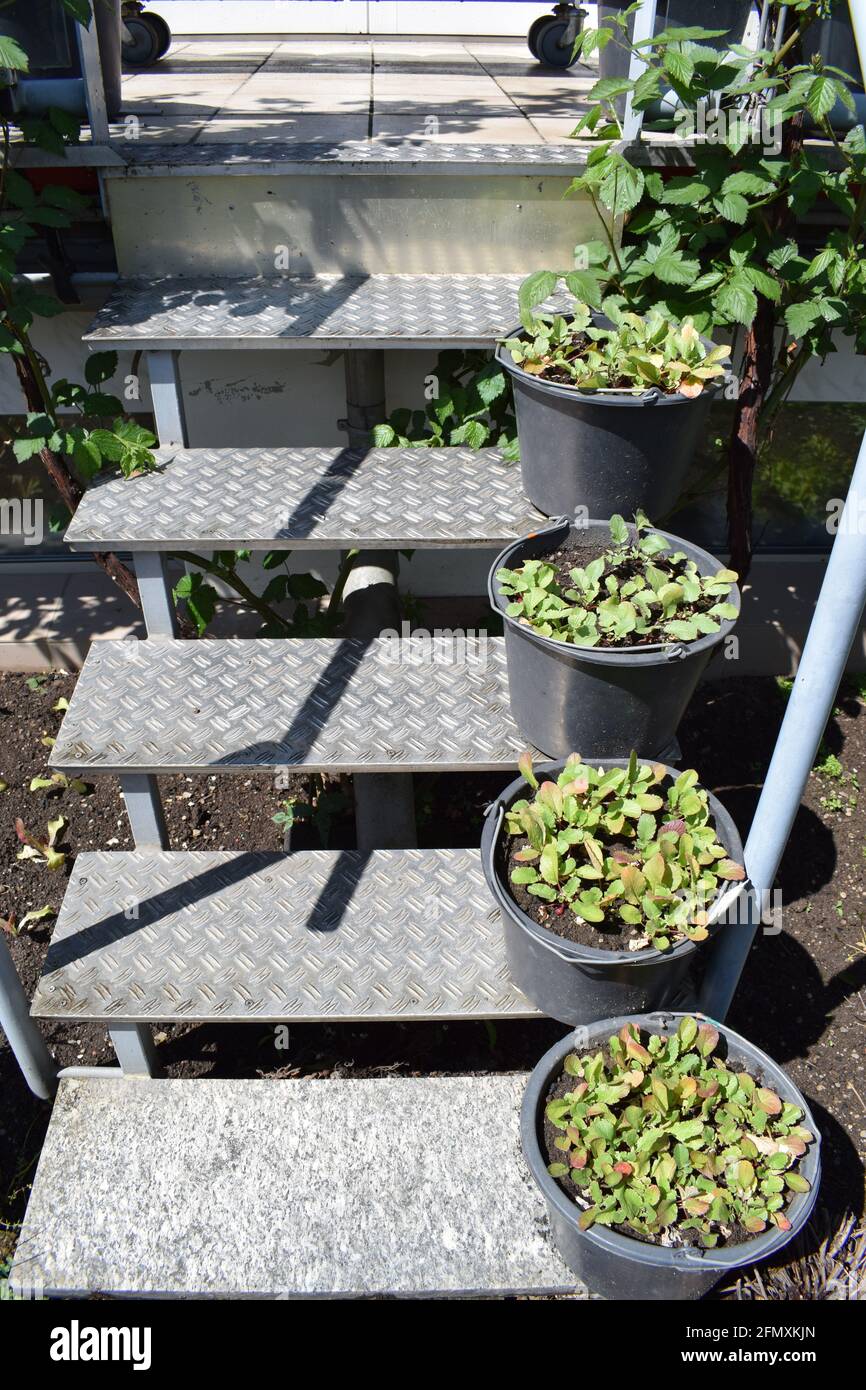 plant on stairs Stock Photo Alamy