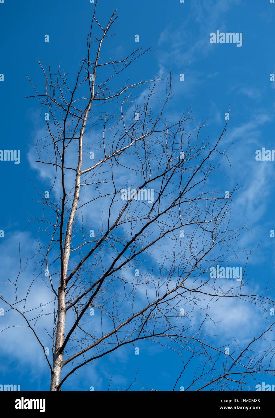 Tree branch silhouette over blue sky background Stock Photo - Alamy