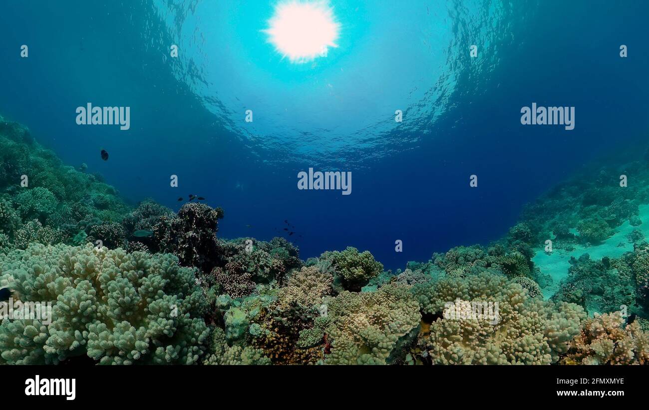 World Reef Fish Coral reef and tropical fishes. The underwater world of the Philippines ...