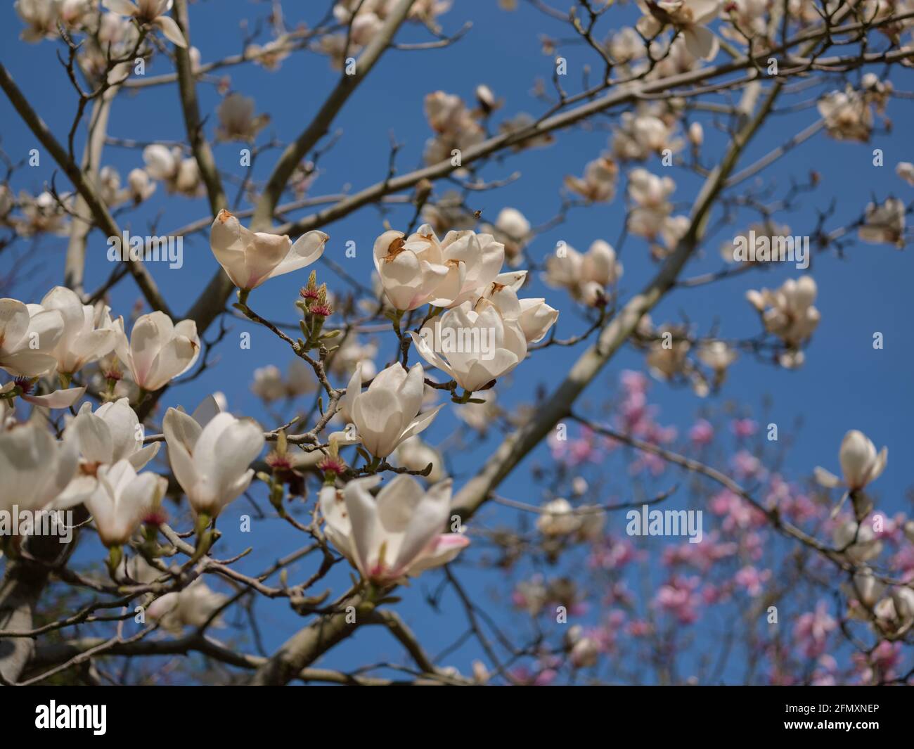 Magnolia trees hires stock photography and images Alamy