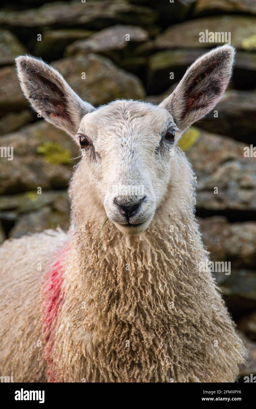 Portrait of a sheep standing beside an old stone wall in the English Lake District Stock Photo