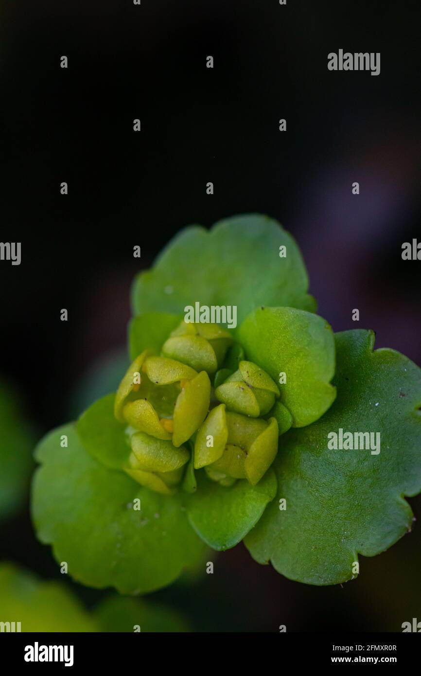 Chrysosplenium alternifolium plant, macro shoot Stock Photo