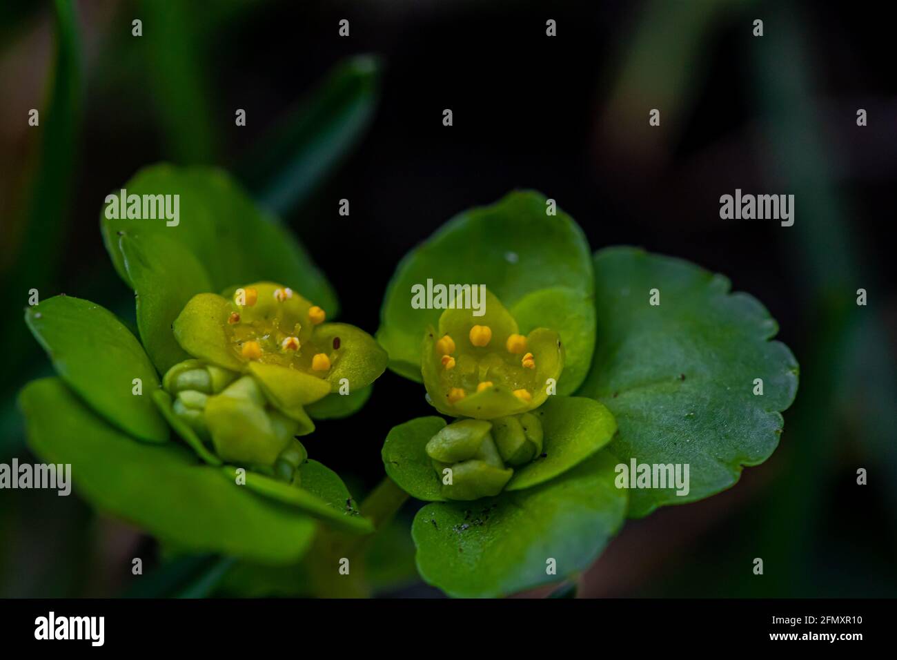 Chrysosplenium alternifolium plant growing in forest, macro Stock Photo