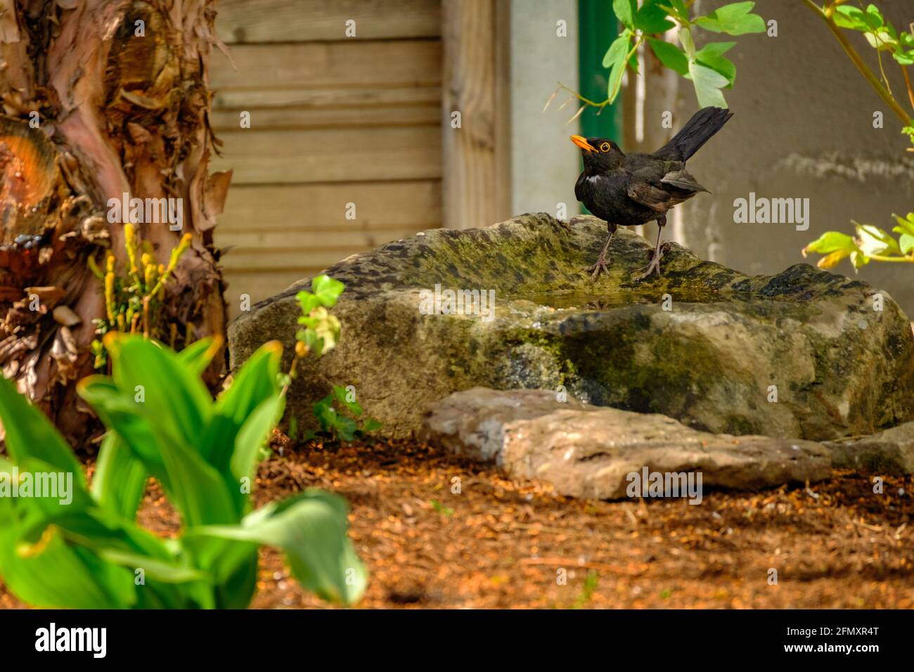 Male Blackbird at bird bath, private garden in rural area. Stock Photo
