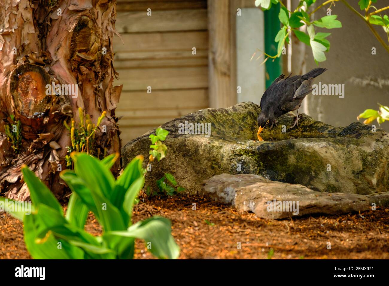 Male Blackbird at bird bath, private garden in rural area. Stock Photo