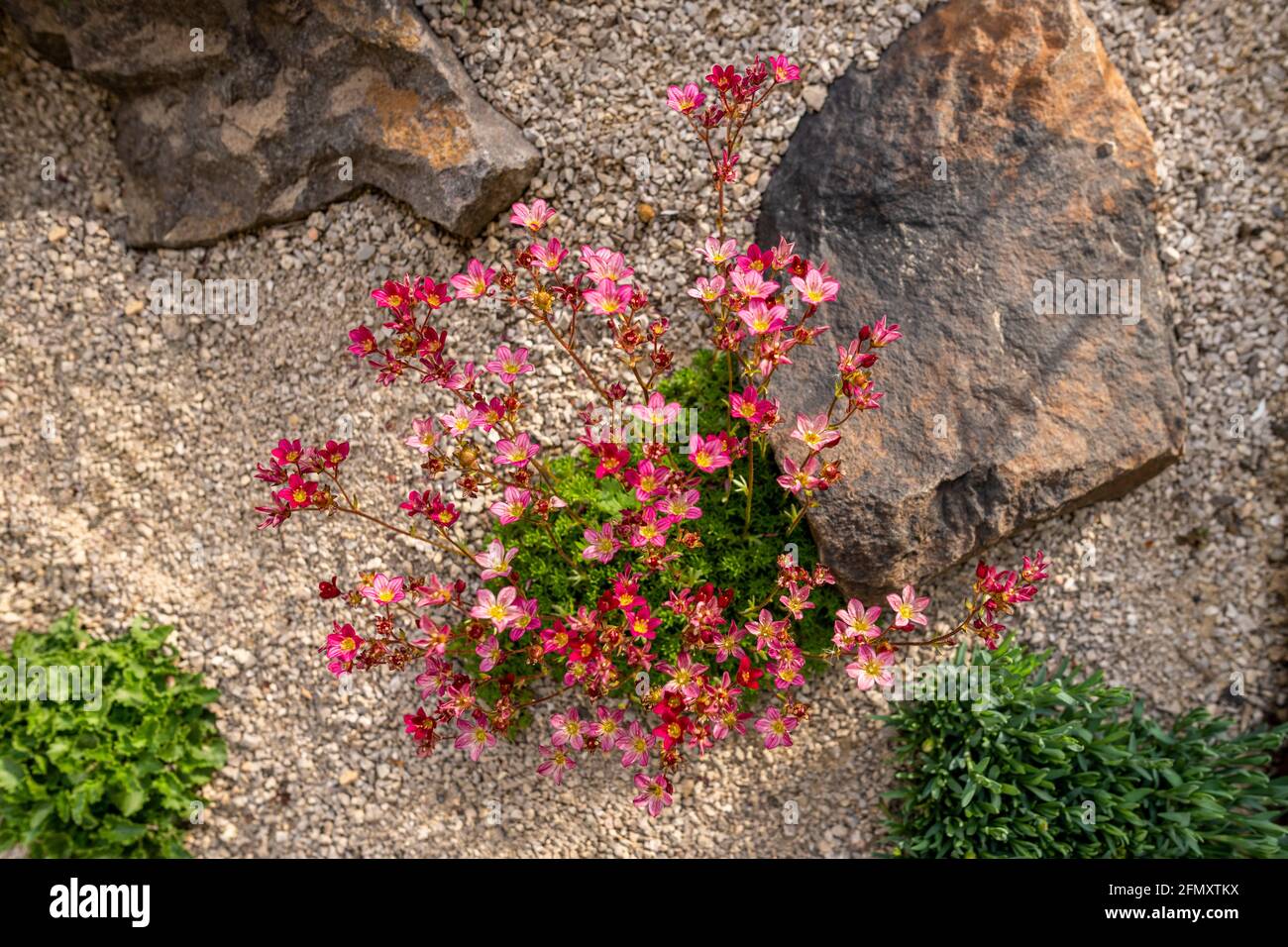 Saxifraga arendsii. Blooming saxifraga in rock garden, top view. Rockery with small pretty pink flowers, nature background. Stock Photo