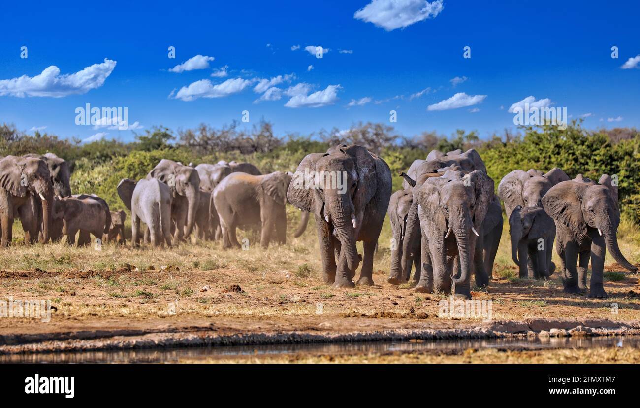 Elefantenherde am Wasserloch, Etosha-Nationalpark, Namibia, (Loxodonta africana) | elephants at a waterhole, Etosha National Park, Namibia, (Loxodonta Stock Photo