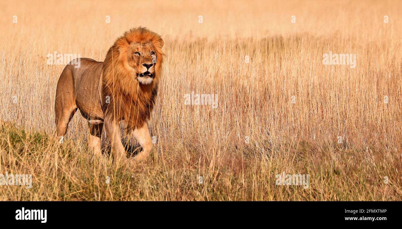 Löwe, Etosha-Nationalpark, Namibia, (Panthera leo) | lion, Etosha National Park, Namibia, (Panthera leo) Stock Photo